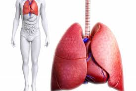 جهاز التنفس للخامس سهام ذباح by seham - Ourboox.com