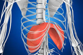 جهاز التنفس للخامس سهام ذباح by seham - Ourboox.com