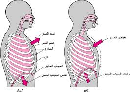 جهاز التنفس للخامس سهام ذباح by seham - Ourboox.com