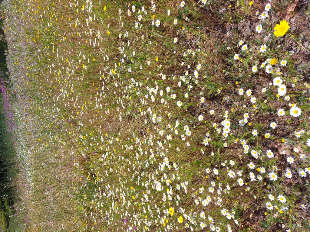 אהוביה by moria lianu - Illustrated by אהוביה - Ourboox.com