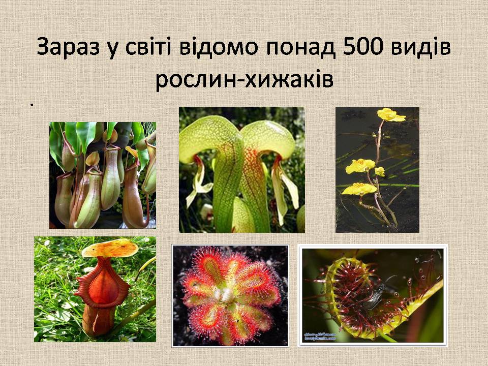 Рослини-хижаки by Angelina - Ourboox.com