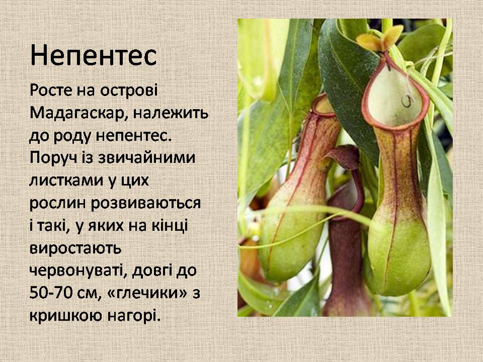 Рослини-хижаки by Angelina - Ourboox.com