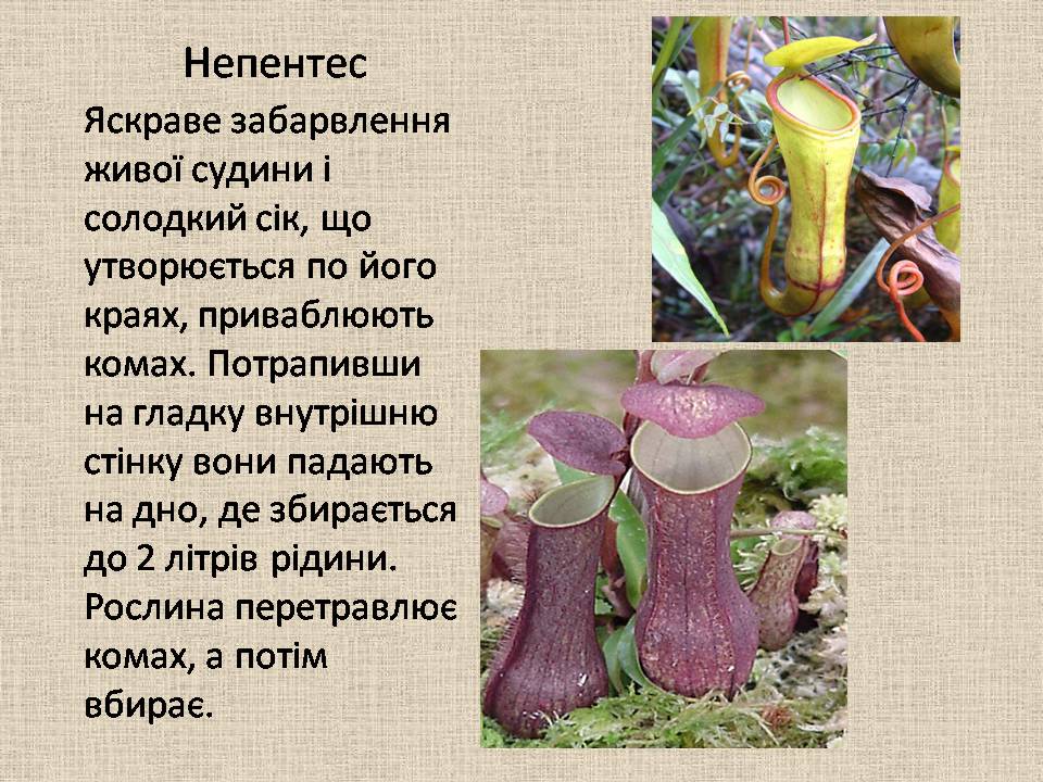 Рослини-хижаки by Angelina - Ourboox.com