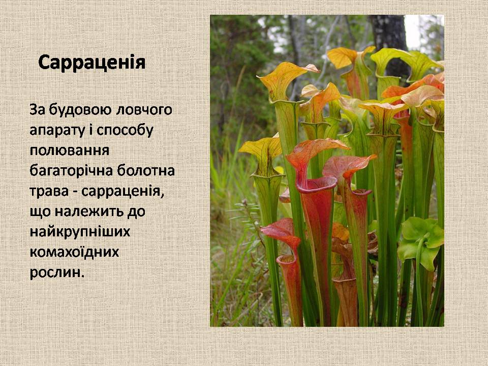 Рослини-хижаки by Angelina - Ourboox.com