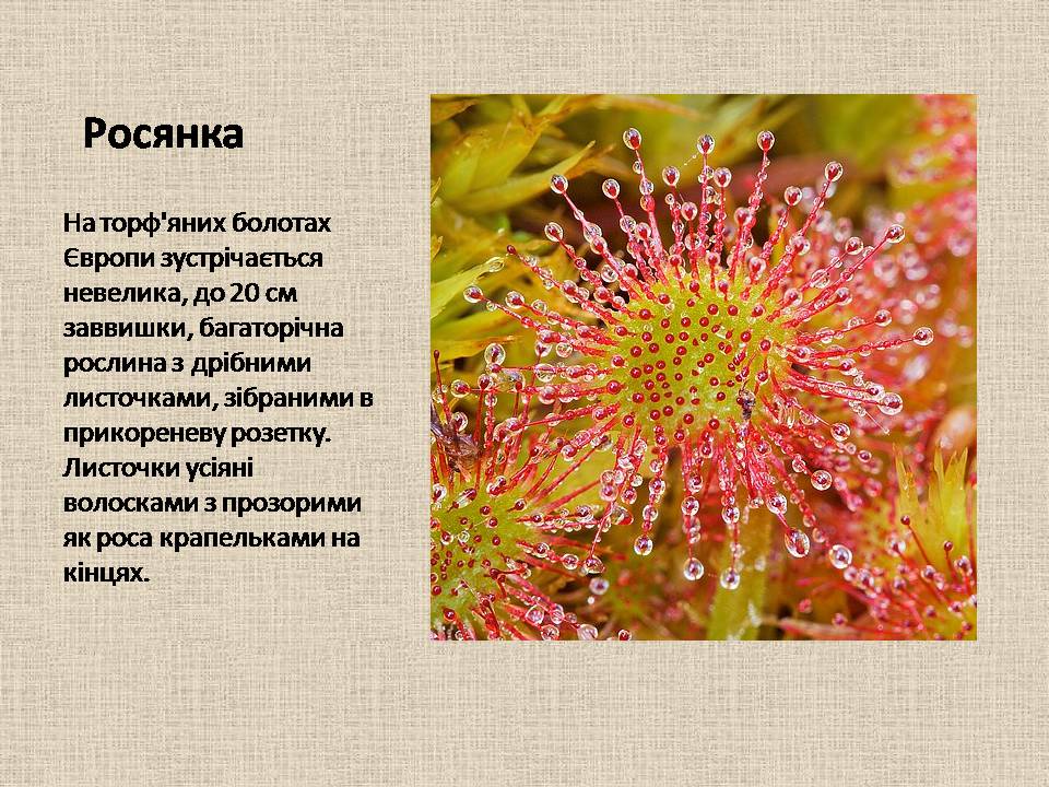 Рослини-хижаки by Angelina - Ourboox.com