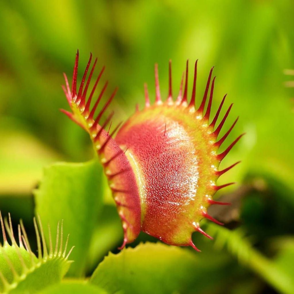 Рослини-хижаки by Angelina - Ourboox.com