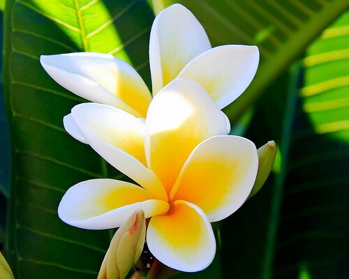 مهمة حاسوب : الياسمين by Elizabeth Asaly - Illustrated by اليزابيت عسلي - Ourboox.com