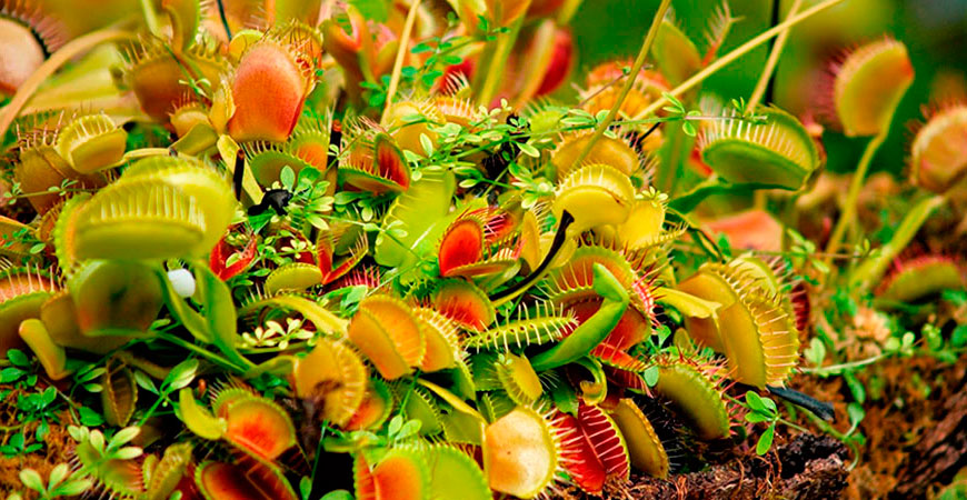 рослини – хижаки by Sasha Kozak - Ourboox.com