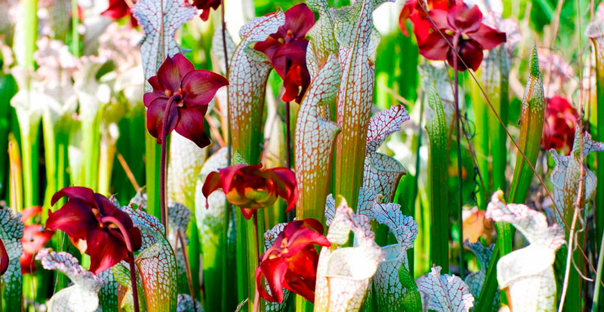 рослини – хижаки by Sasha Kozak - Ourboox.com