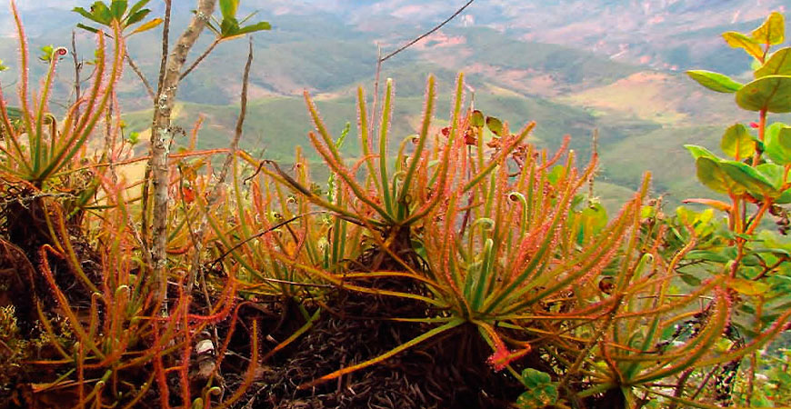 рослини – хижаки by Sasha Kozak - Ourboox.com