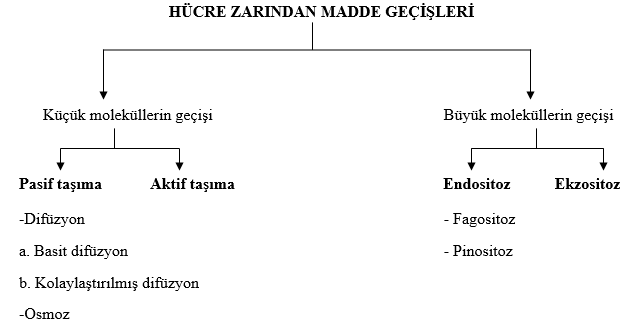 Hücre Zarında Madde Alış Verişi by eren - Illustrated by EREN KILIÇ - Ourboox.com