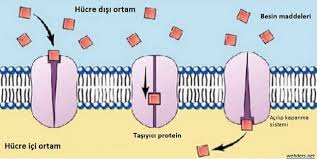 Hücre Zarında Madde Alış Verişi by eren - Illustrated by EREN KILIÇ - Ourboox.com