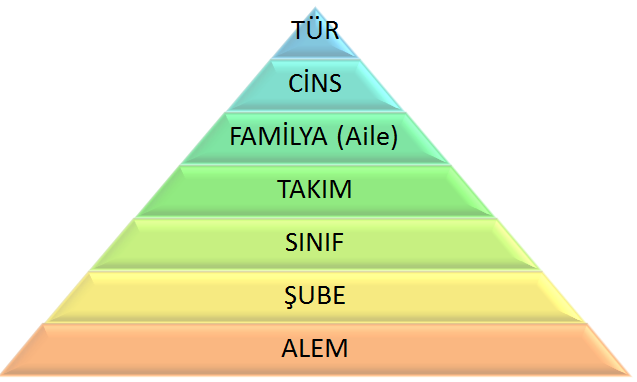 CANLILARIN SINIFLANDIRILMASI by nehir - Ourboox.com