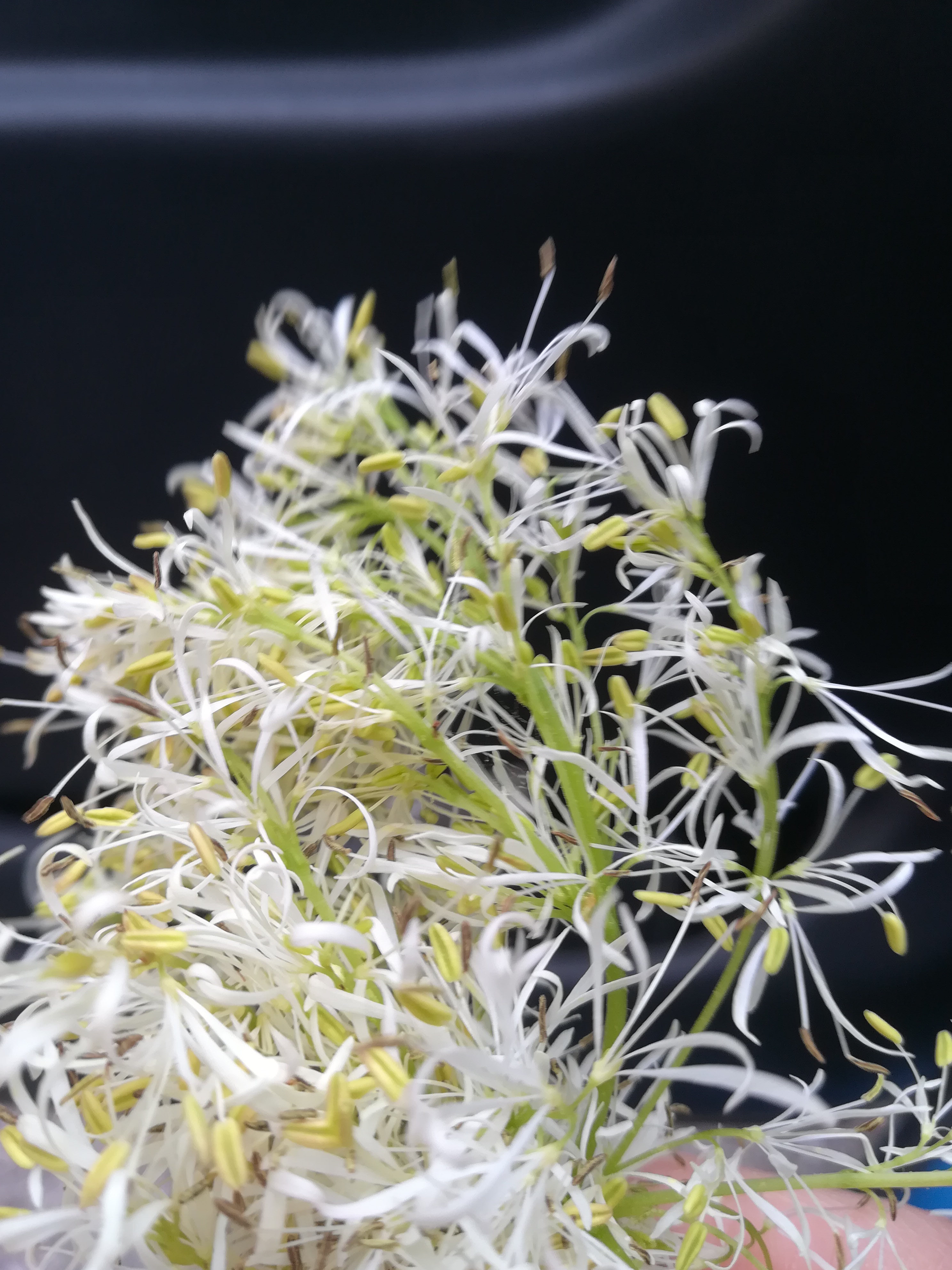 Libro by Alessandro Agugliaro - Ourboox.com