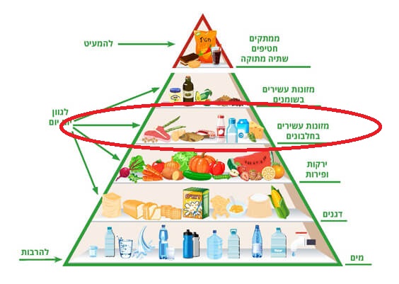 פירמידת המזון by shira rabinovich - Ourboox.com