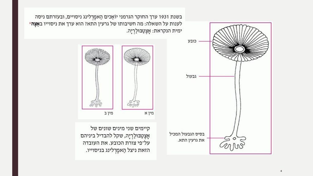 חשיבות גרעין התא by ofra sion retter - Ourboox.com