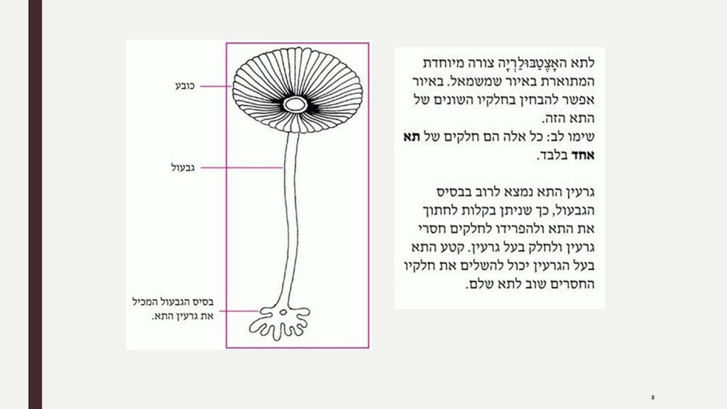 חשיבות גרעין התא by ofra sion retter - Ourboox.com
