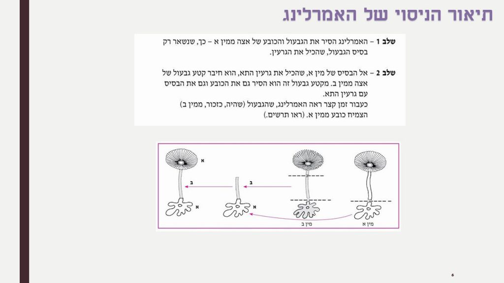 חשיבות גרעין התא by ofra sion retter - Ourboox.com
