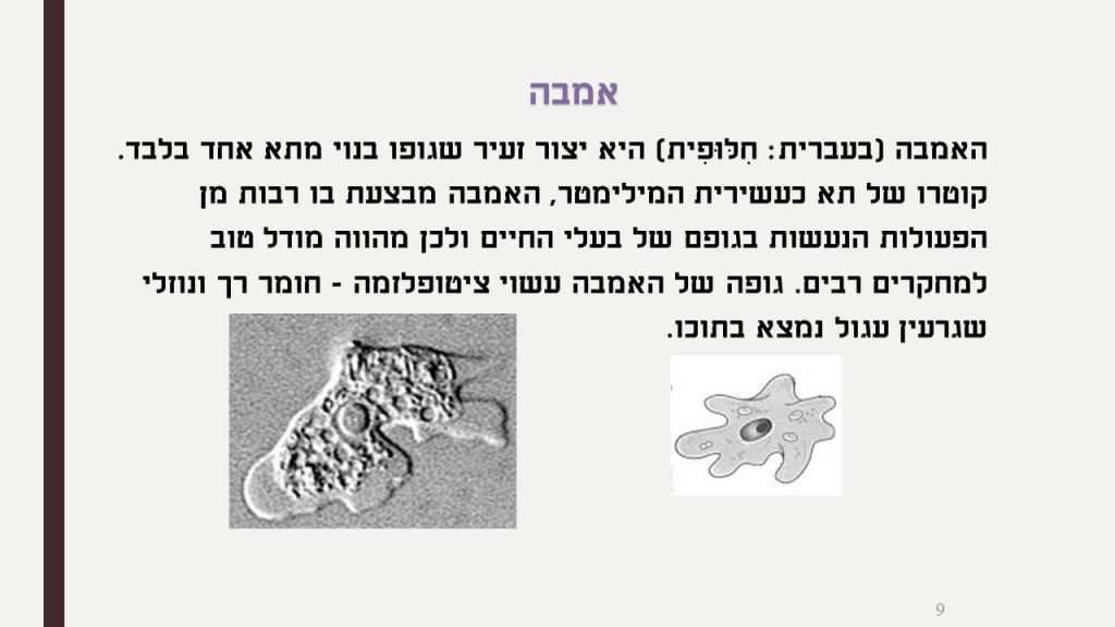 חשיבות גרעין התא by ofra sion retter - Ourboox.com