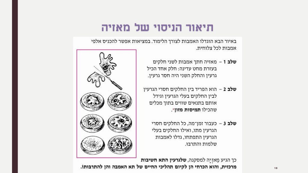 חשיבות גרעין התא by ofra sion retter - Ourboox.com