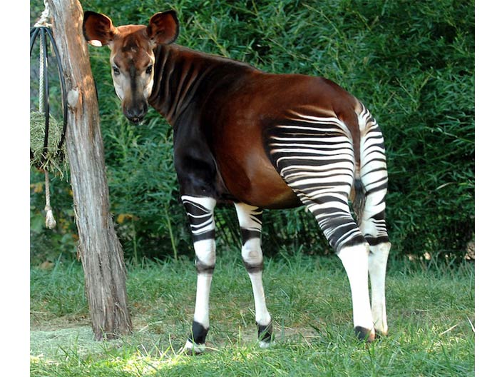 Sınıflandırma by Demirhan - Ourboox.com