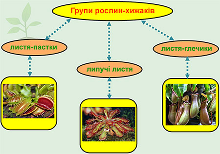 Рослини Хижаки by Atamanchuk Yurij - Ourboox.com
