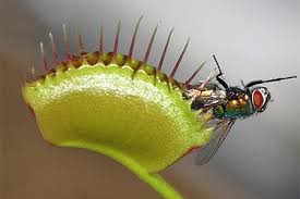 Рослини Хижаки by Atamanchuk Yurij - Ourboox.com