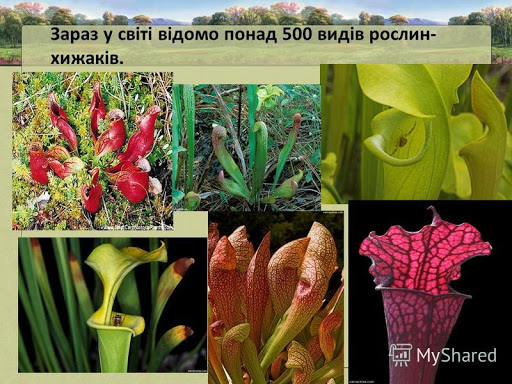 Рослини Хижаки by Atamanchuk Yurij - Ourboox.com