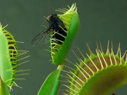 Рослини Хижаки by Atamanchuk Yurij - Ourboox.com