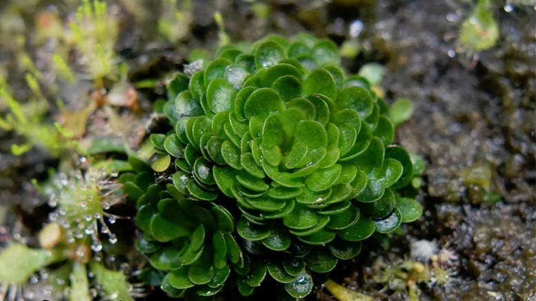 Рослини Хижаки by Atamanchuk Yurij - Ourboox.com