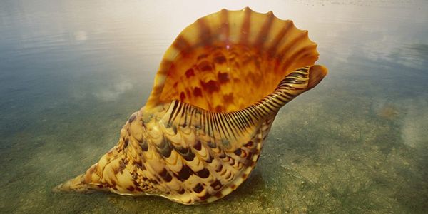 Приключенията на Теоремчо by Raya - Ourboox.com