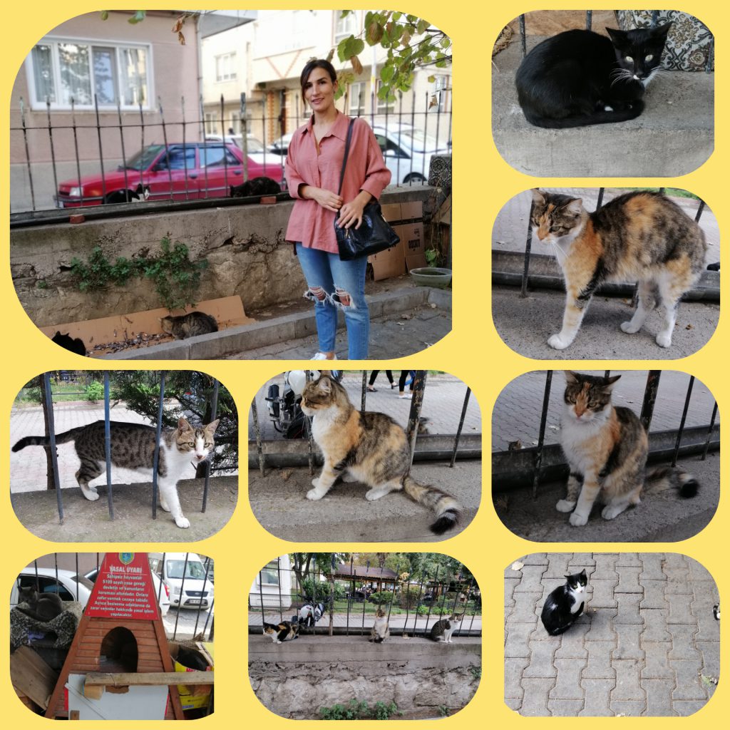 1 iyilik yap iyilik bul proje özeti by cemile muslu - Ourboox.com