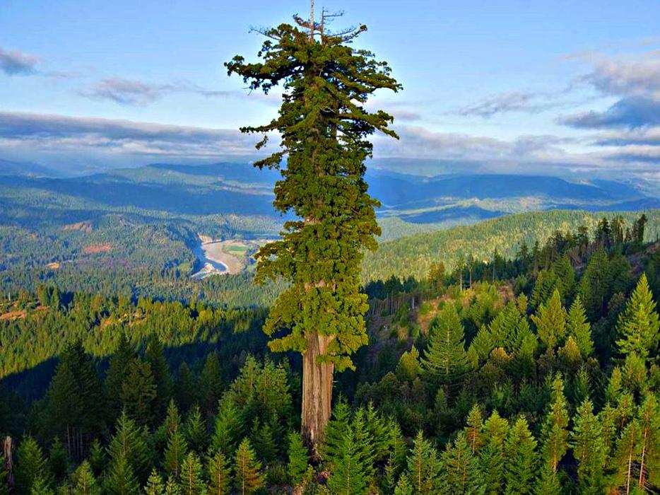 НАЙВИЩА РОСЛИНА by yaryna - Ourboox.com