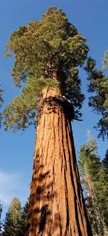 НАЙВИЩА РОСЛИНА by yaryna - Ourboox.com