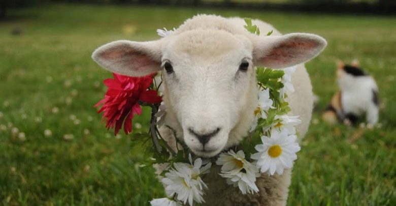 Гергьовден – за легендата, традициите и поверията by Lubomira Lubenova Peneva - Ourboox.com