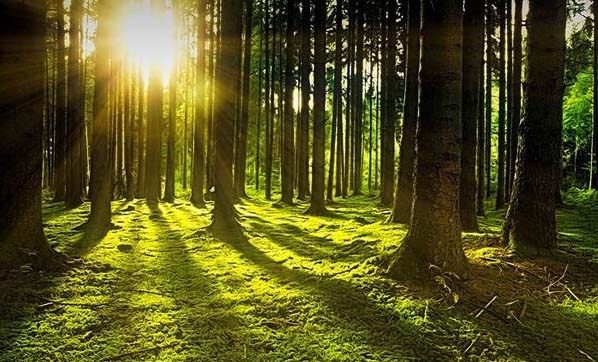 BİTKİLER ALEMİ by Irmak Adalalı - Illustrated by Irmak Adalalı - Ourboox.com