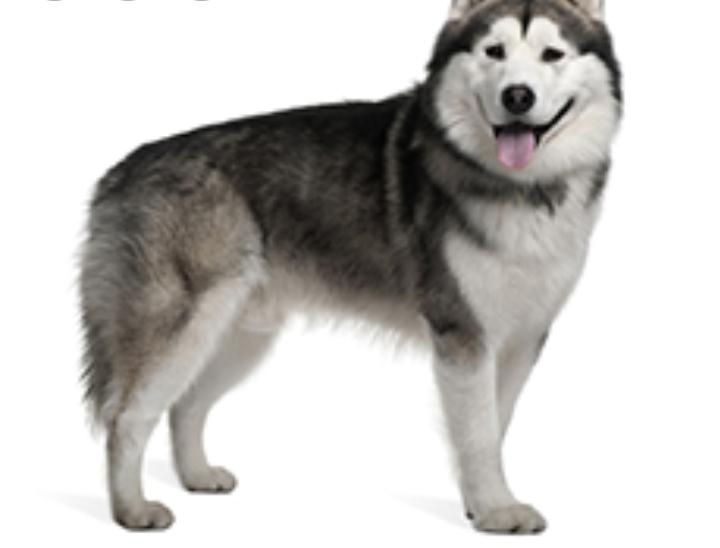 Gari the dog by shayko - Ourboox.com