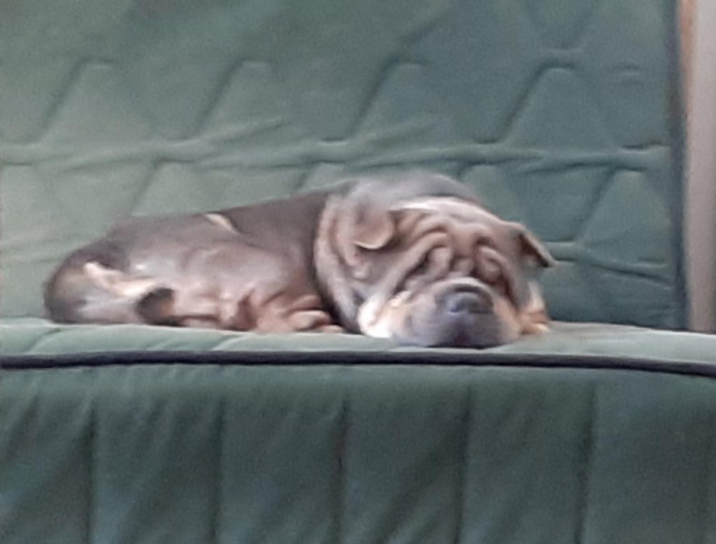 Gari the dog by shayko - Ourboox.com