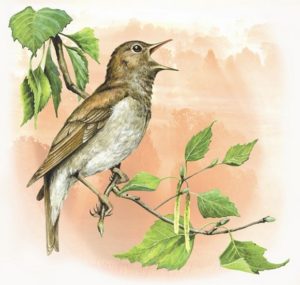 Соловей і Жук by Bykovska Svitlana - Ourboox.com