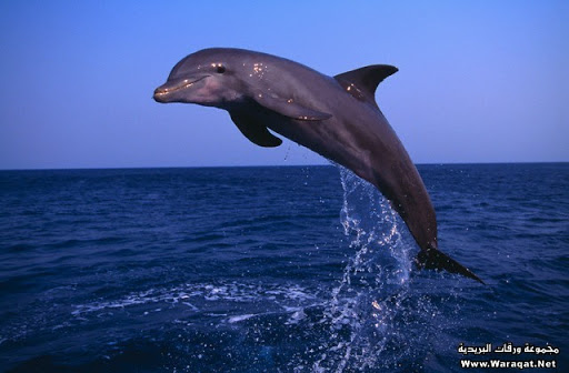 الدلافين by aseel khateeb - Illustrated by اسيل خطيب - Ourboox.com