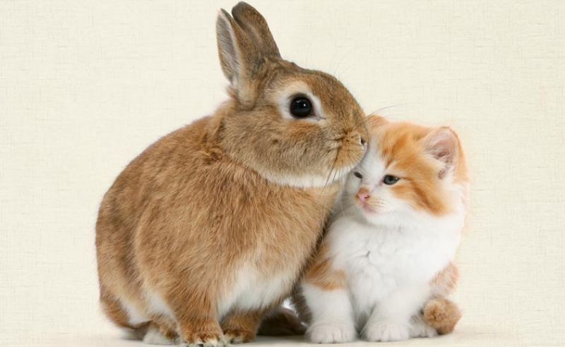 La gatta Margherita e il coniglio Francesco by Antonella Amoroso - Illustrated by Francesco Tribastone  - Ourboox.com