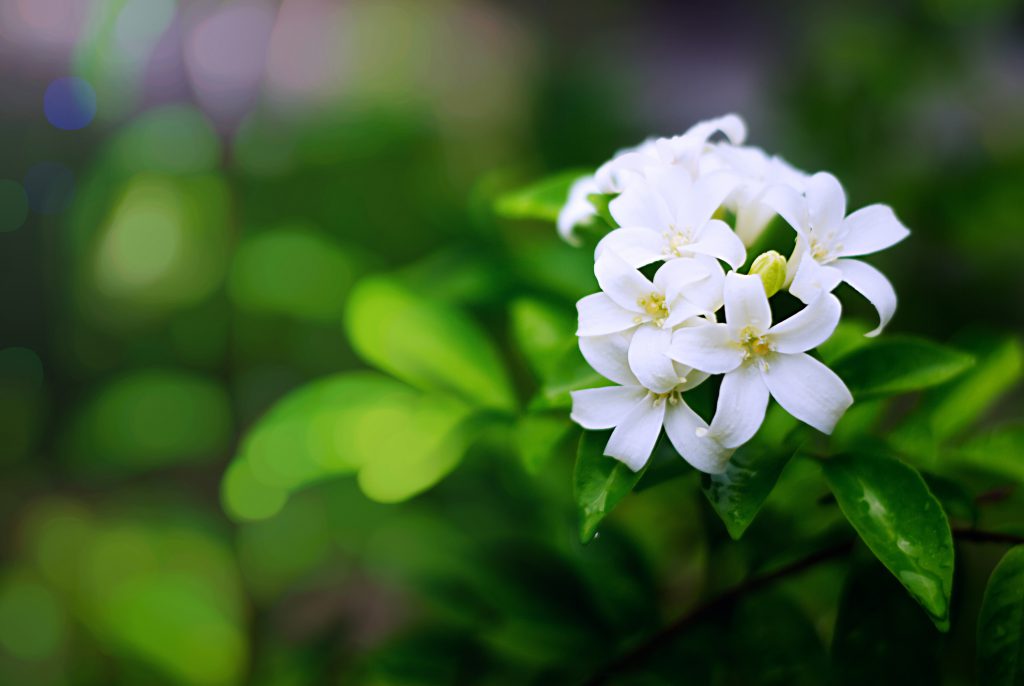 Как да си направим хербарий by Desislava Ruseva - Ourboox.com