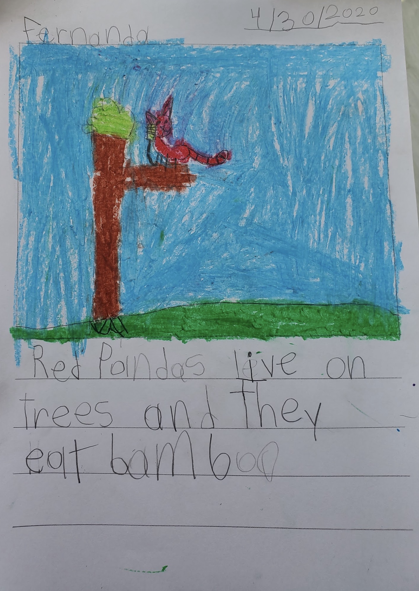 Year 1B Nonfiction Bear Book by Melissa Leggett de Moura - Ourboox.com