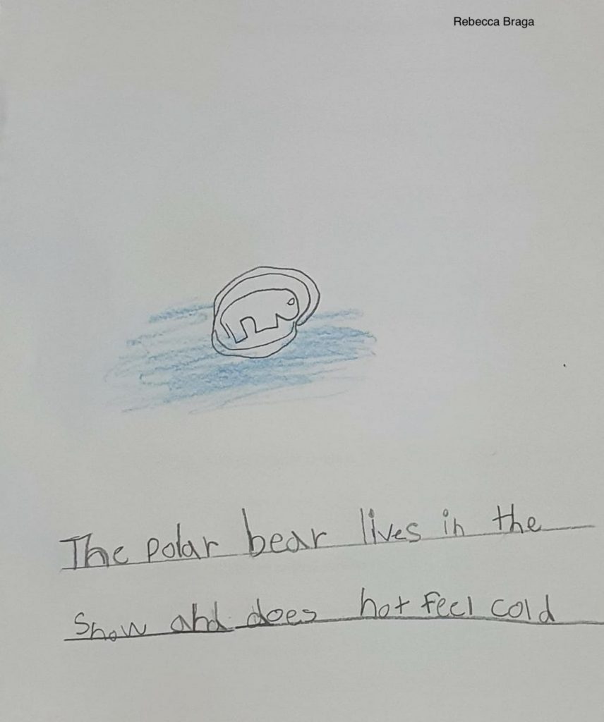 Year 1B Nonfiction Bear Book by Melissa Leggett de Moura - Ourboox.com