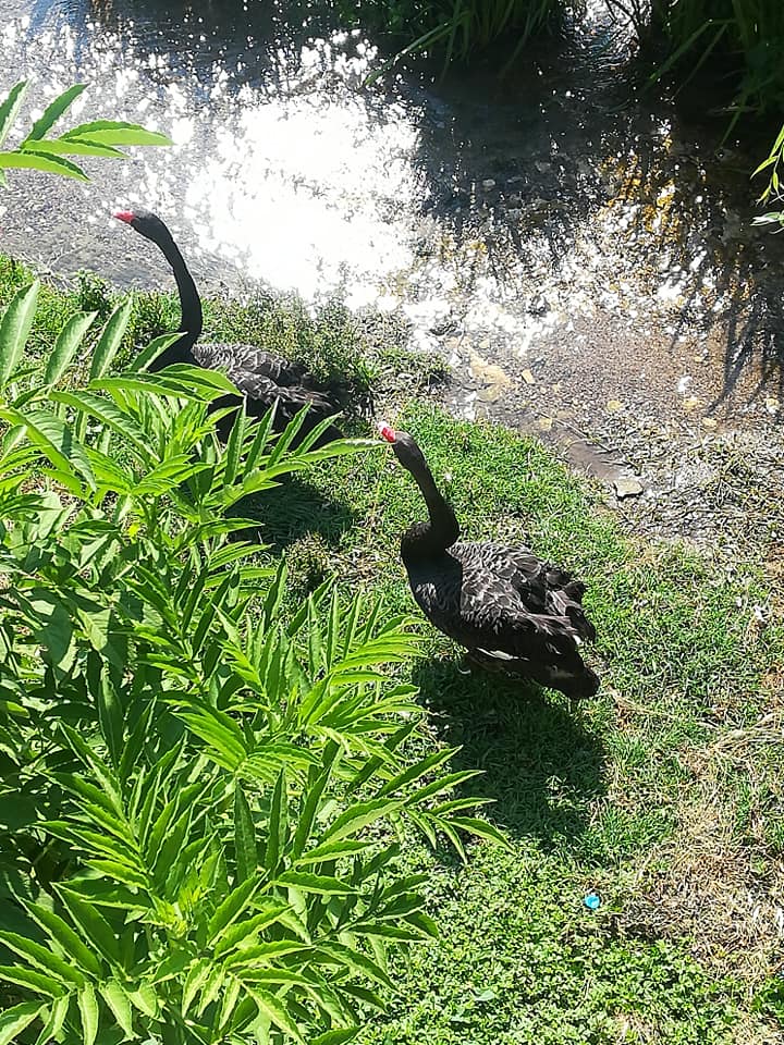 Our beautiful town Lukovit by GABRIELA PEYCHEVA - Ourboox.com