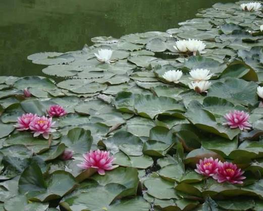 Our beautiful town Lukovit by GABRIELA PEYCHEVA - Ourboox.com