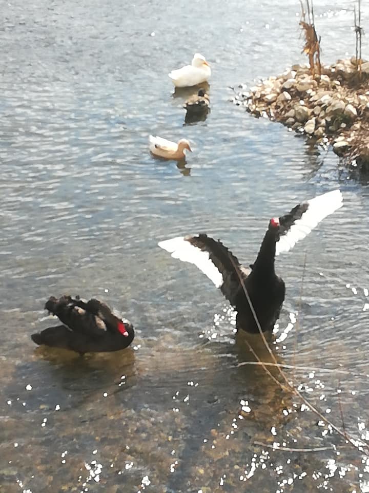 Our beautiful town Lukovit by GABRIELA PEYCHEVA - Ourboox.com