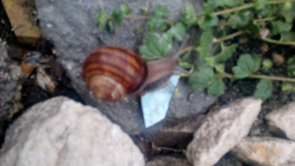 Насекоми и мекотели by Iliyan - Ourboox.com