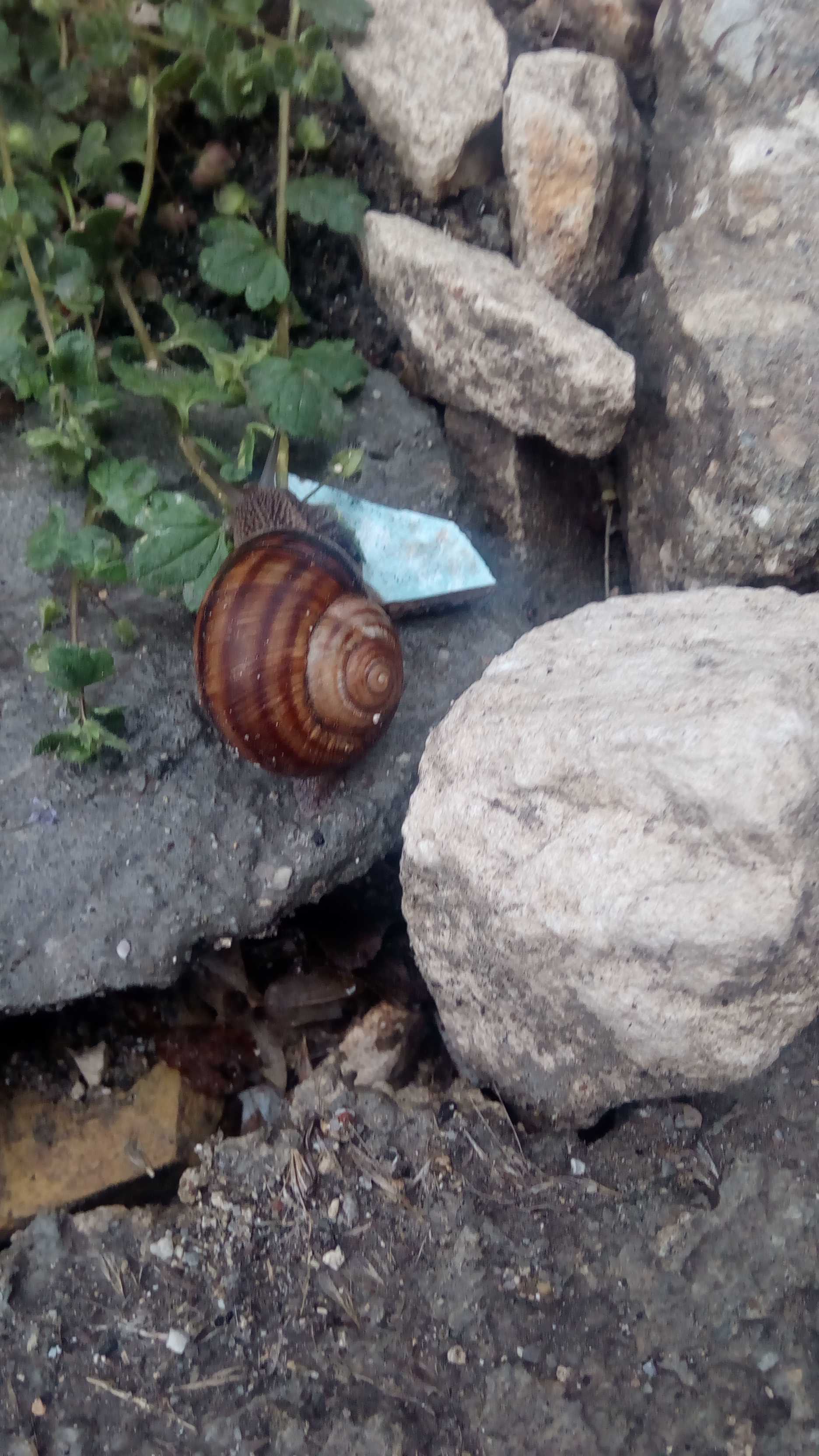 Насекоми и мекотели by Iliyan - Ourboox.com