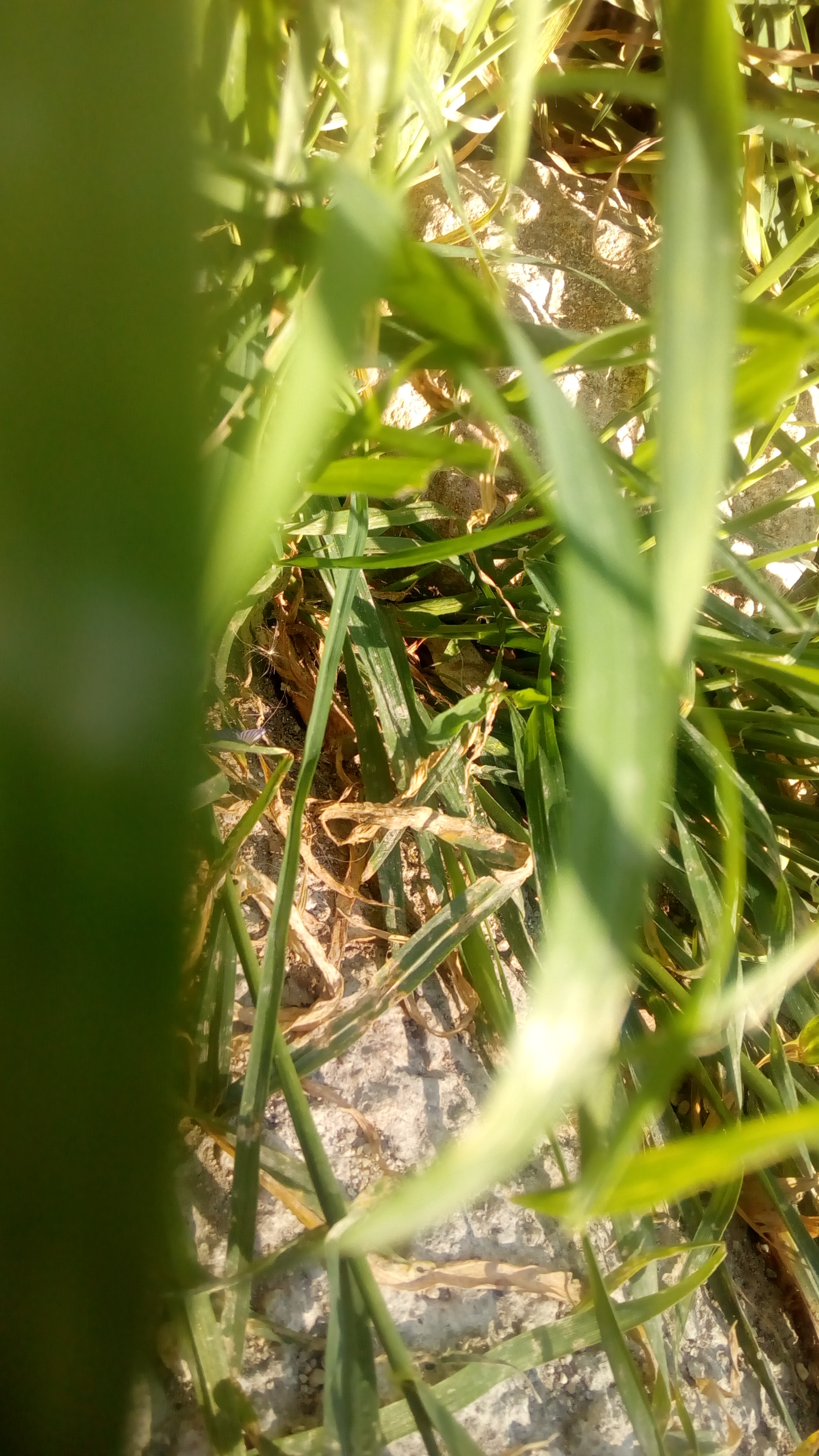 Насекоми и мекотели by Iliyan - Ourboox.com